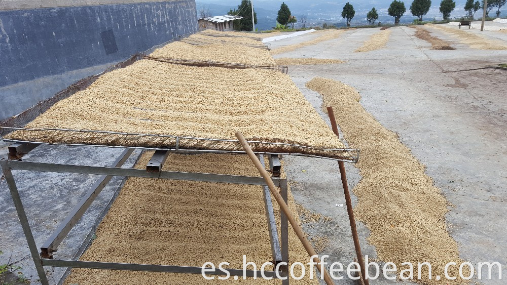 envío de exportación de granos de café verde